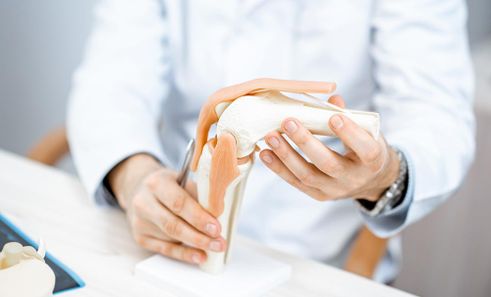 Orthopäde aus Salzburg hält Modell eines Knies in den Händen